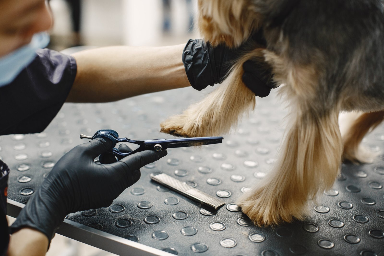 Haircuting process. Small dog sits on the table. Dog with a professional.