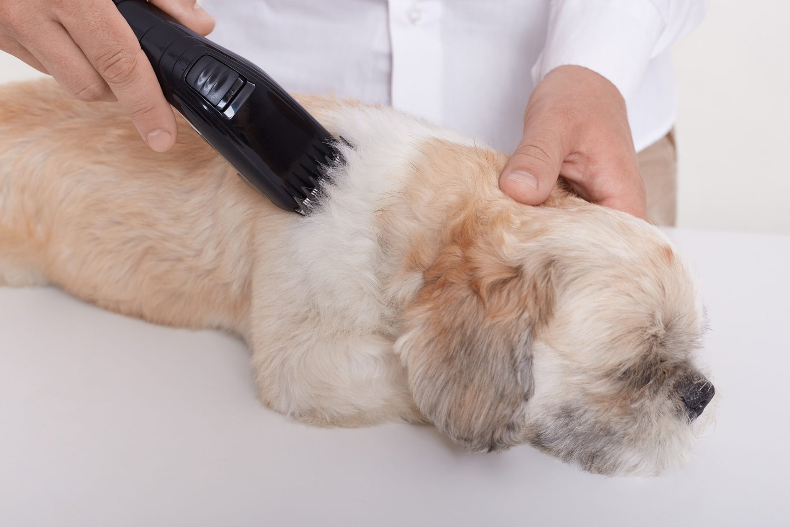 Unknown person cutting dog's fur via clipper, pekingese puppy lying on table in vet salon, faceless vet doing trimming procedures for purebred pet.