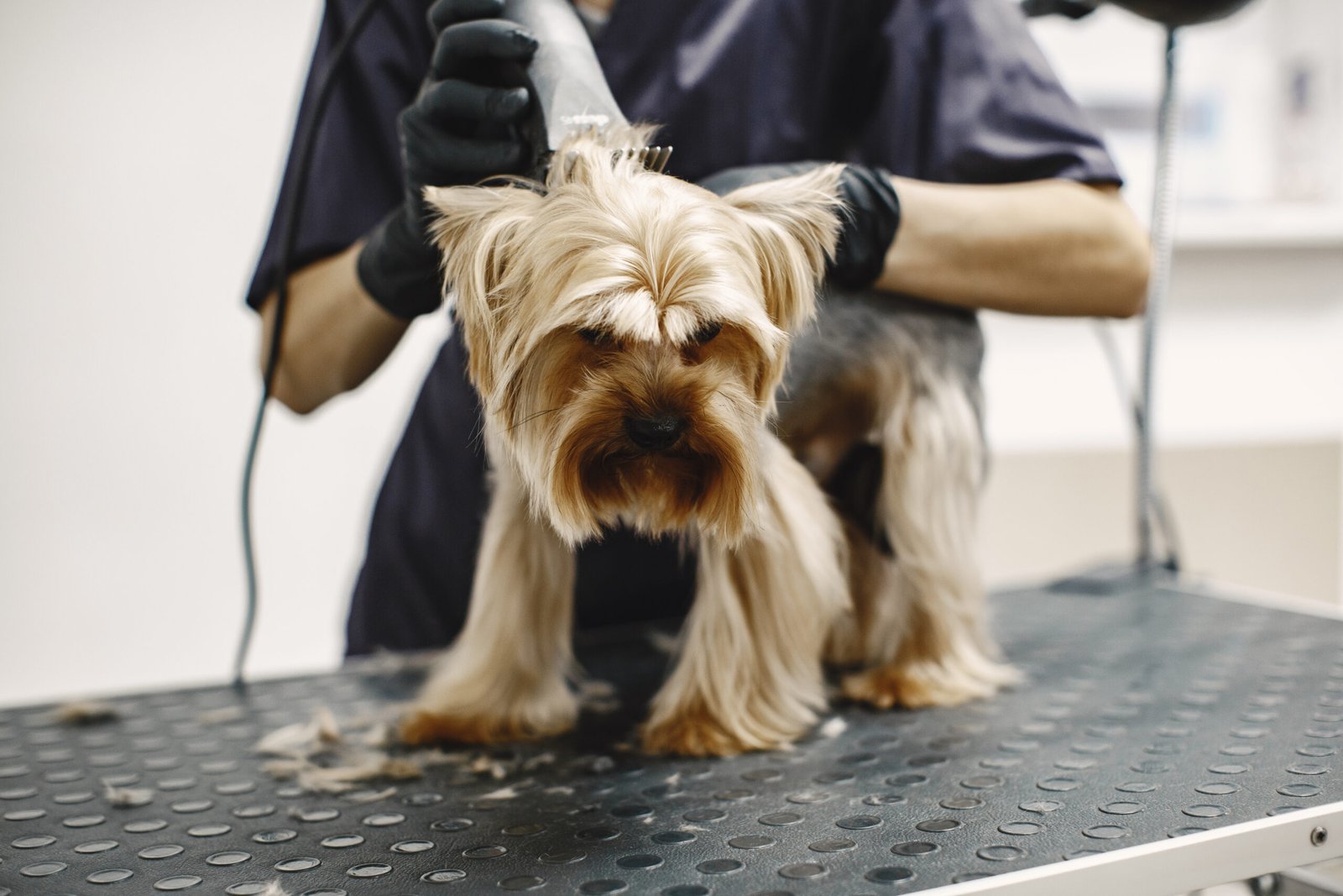 Shaving process. Small dog sits on the table. Dog shaved by a professional.