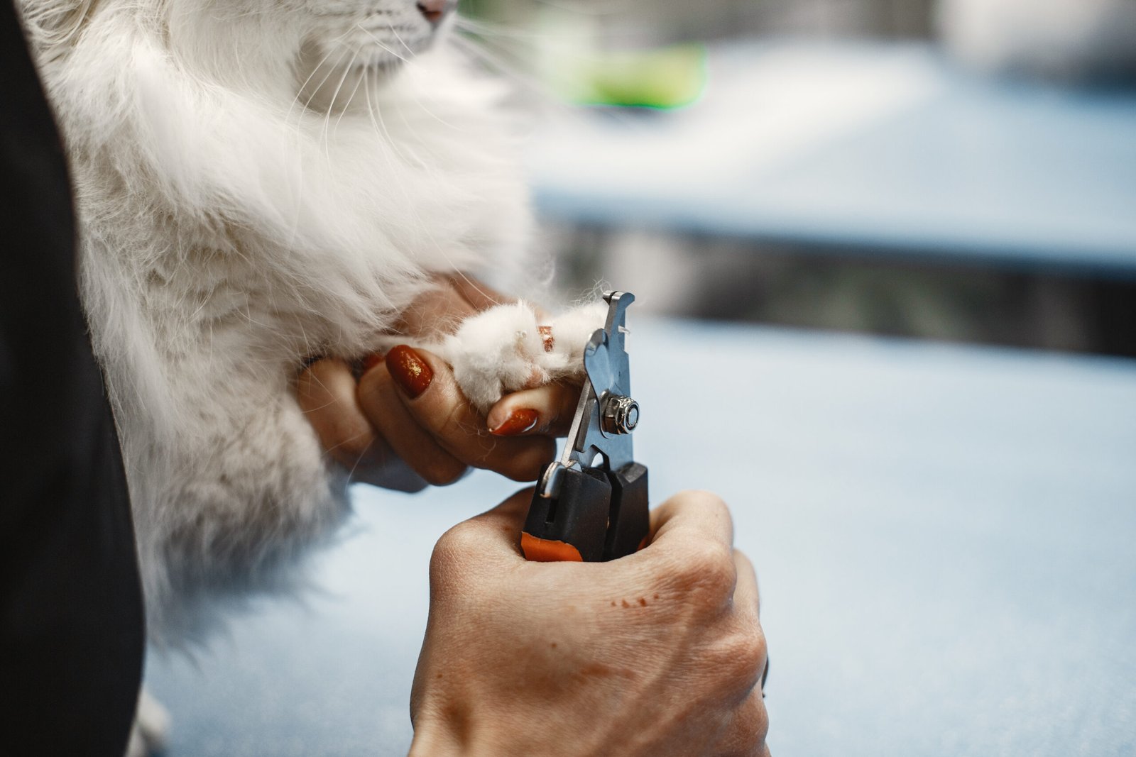 White fluffy cat. Veterinarian with cats. Animals on the couch.