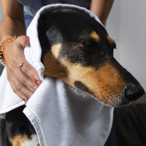 close-up-hands-drying-dog