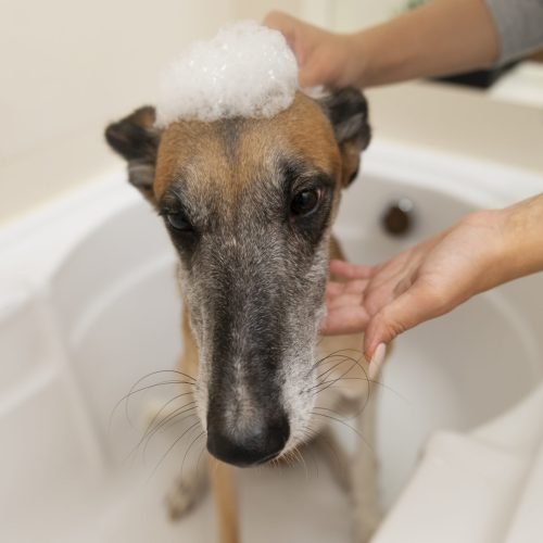 high-angle-woman-washing-dog