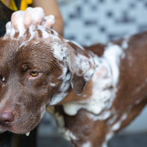 Young woman taking a bath with her favorite dog, world dog love day concept.